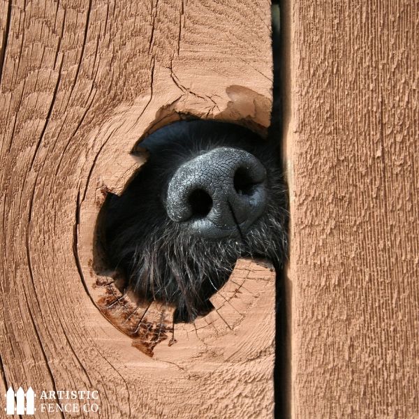 12. Pets and Fences: Finding the Perfect Combination