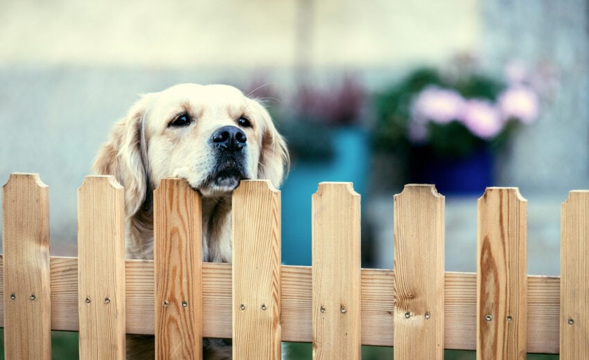 12. Pets and Fences: Finding the Perfect Combination