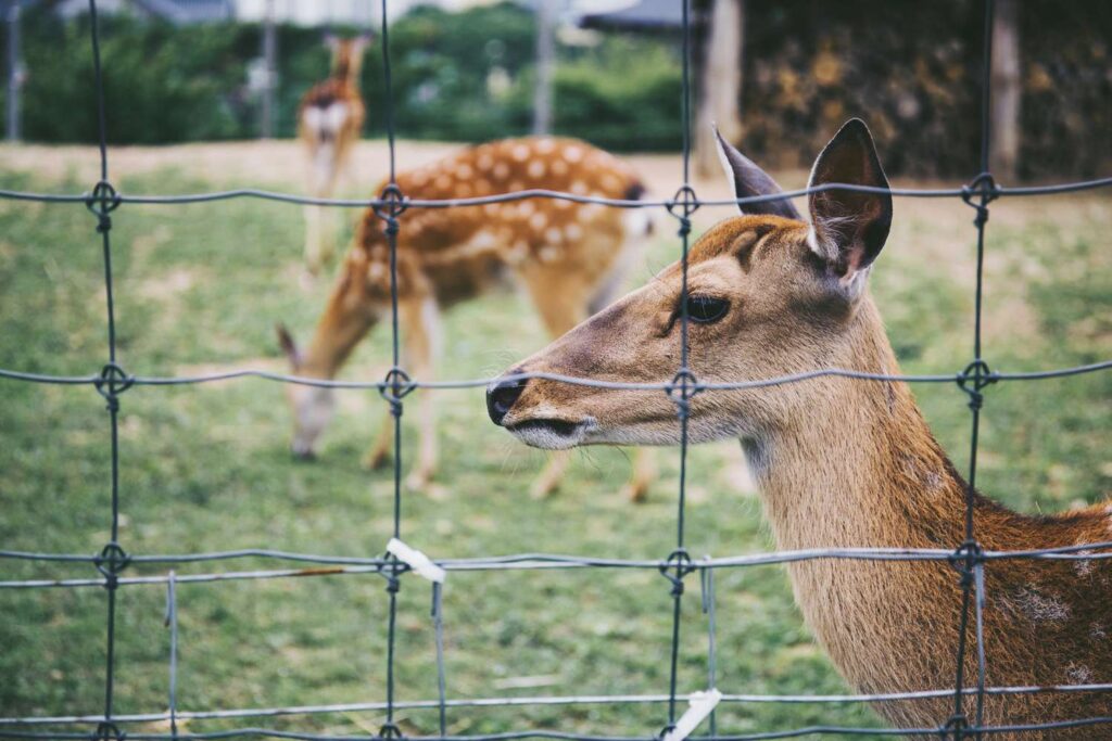 All About Deer Fencing