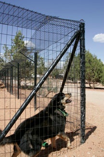 All About Dog-Proof Fencing