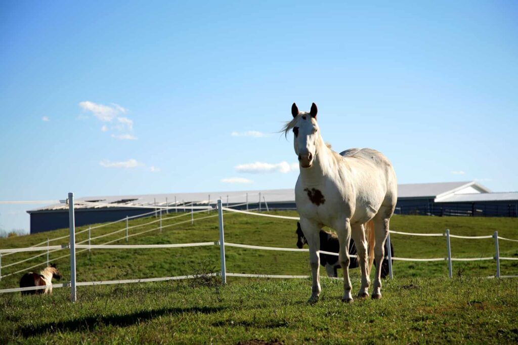 All About Electric Horse Fencing