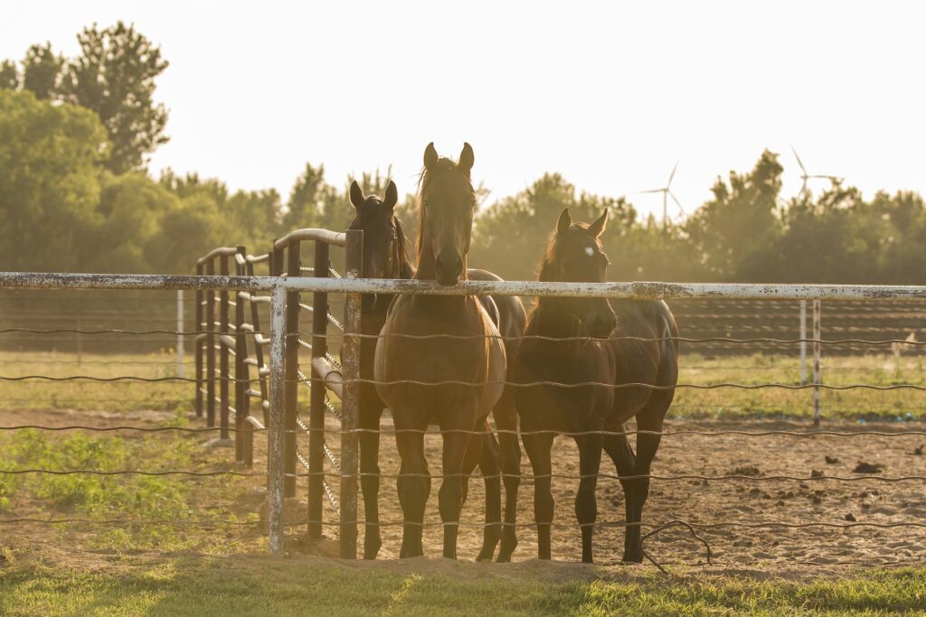 All About Horse Fencing