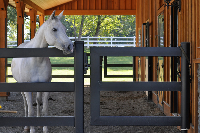 All About Horse Fencing