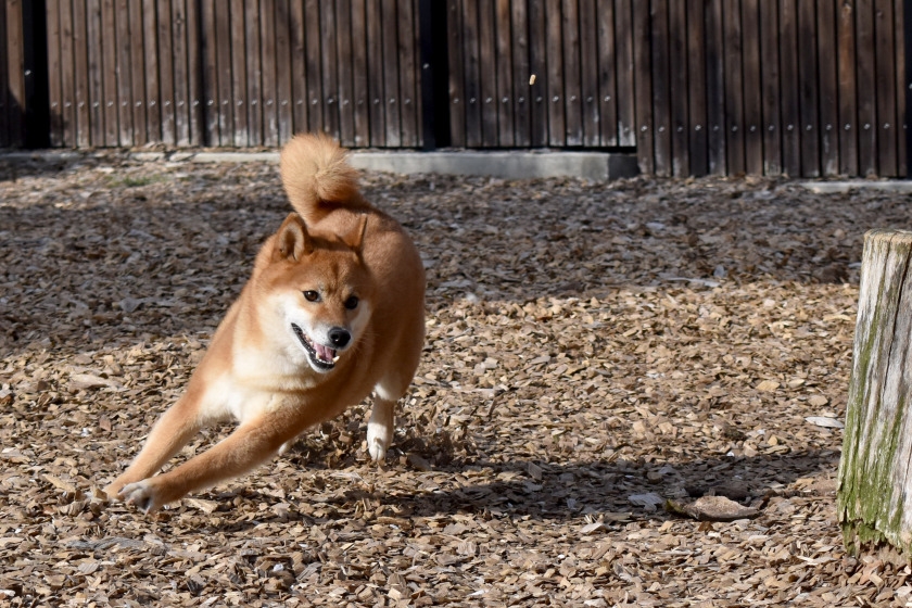 Creating a Dog Run with a Fence