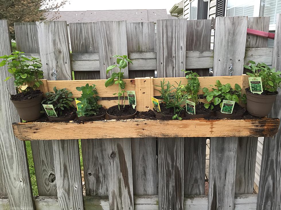 Creating a Herb Garden with a Fence