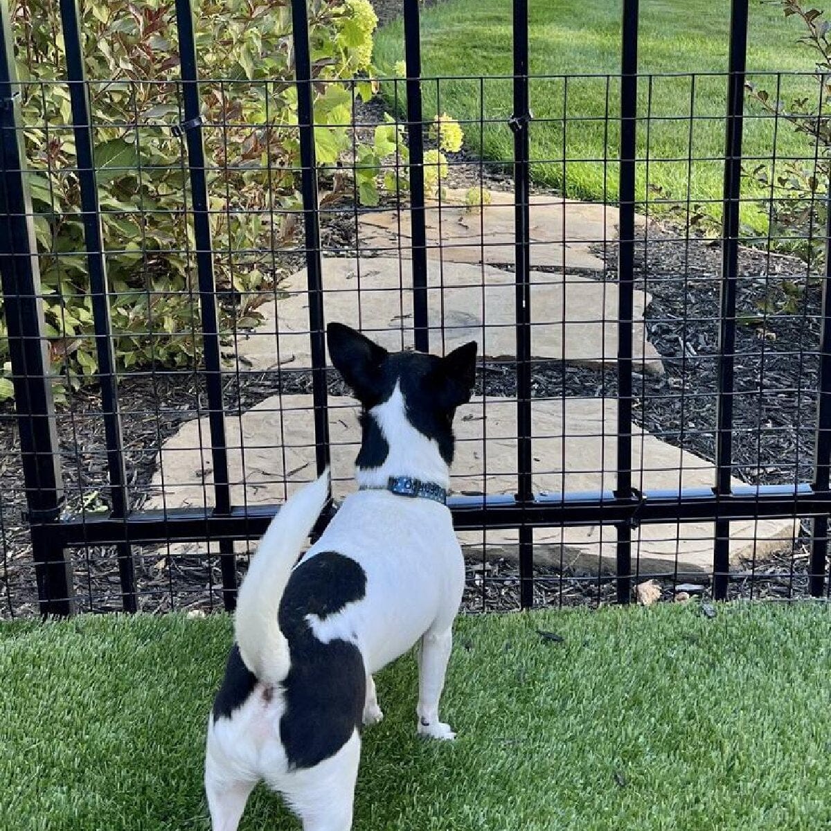 Creating a Safe Barrier with Pet Fencing