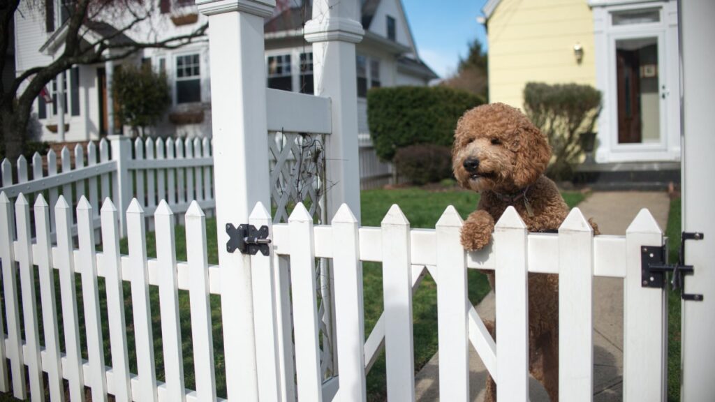 Fences and Homeowners Insurance: What You Need to Know