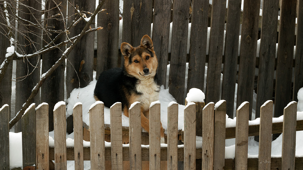 Fences and Pets: Creating a Safe Outdoor Space