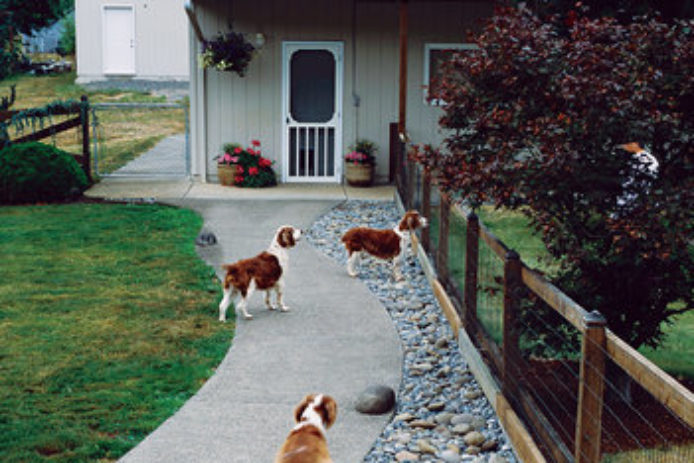 How to Create a Dog-Friendly Yard with a Fence