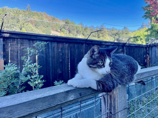 Pet-Friendly Fencing Solutions for Cats