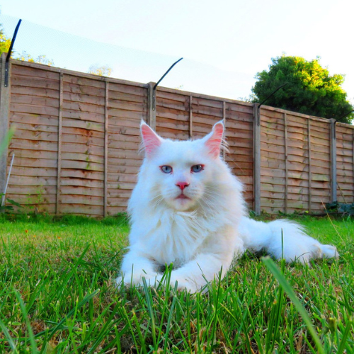 Pet-Friendly Fencing Solutions for Cats