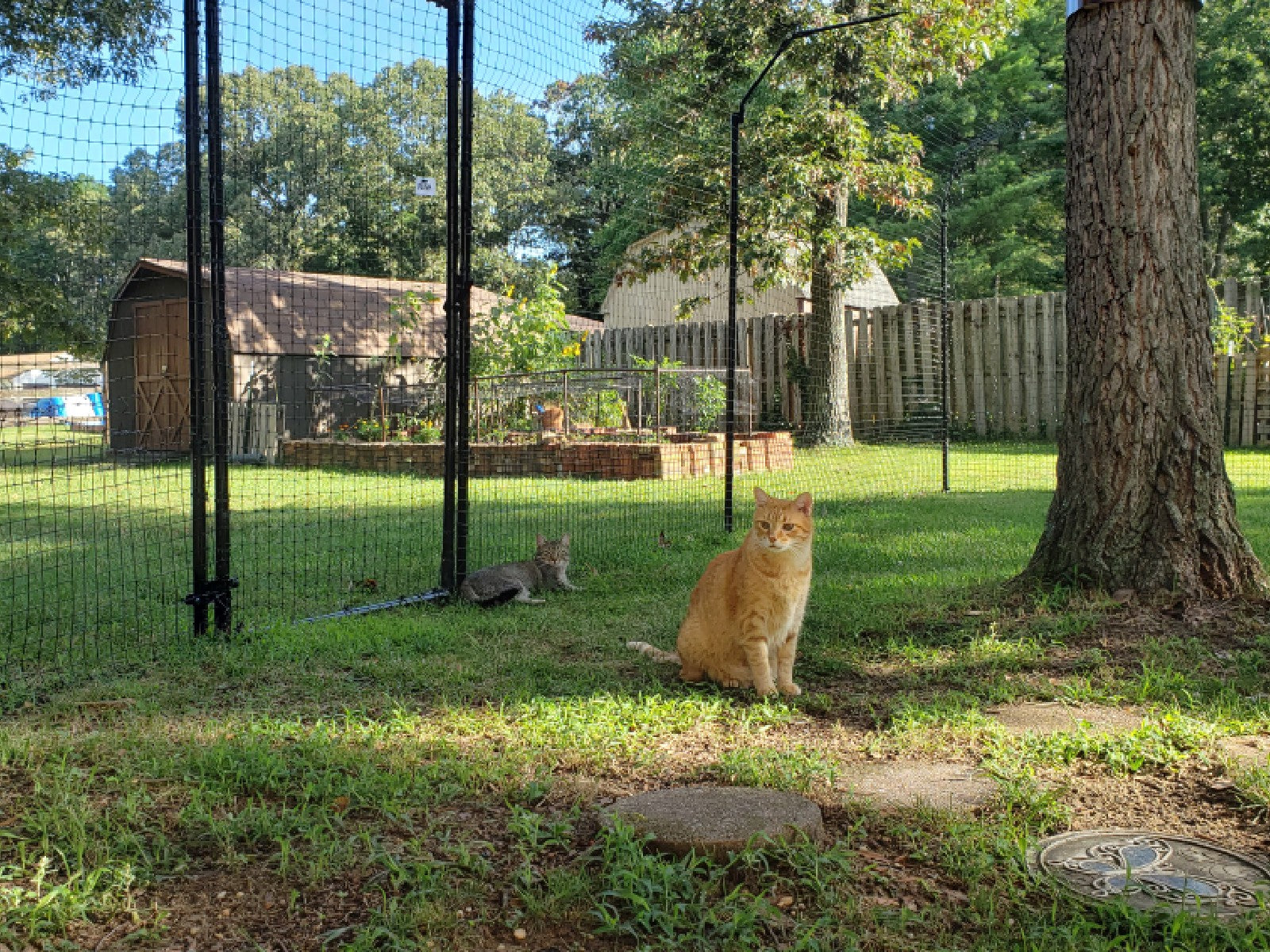 Pet-Friendly Fencing Solutions for Cats