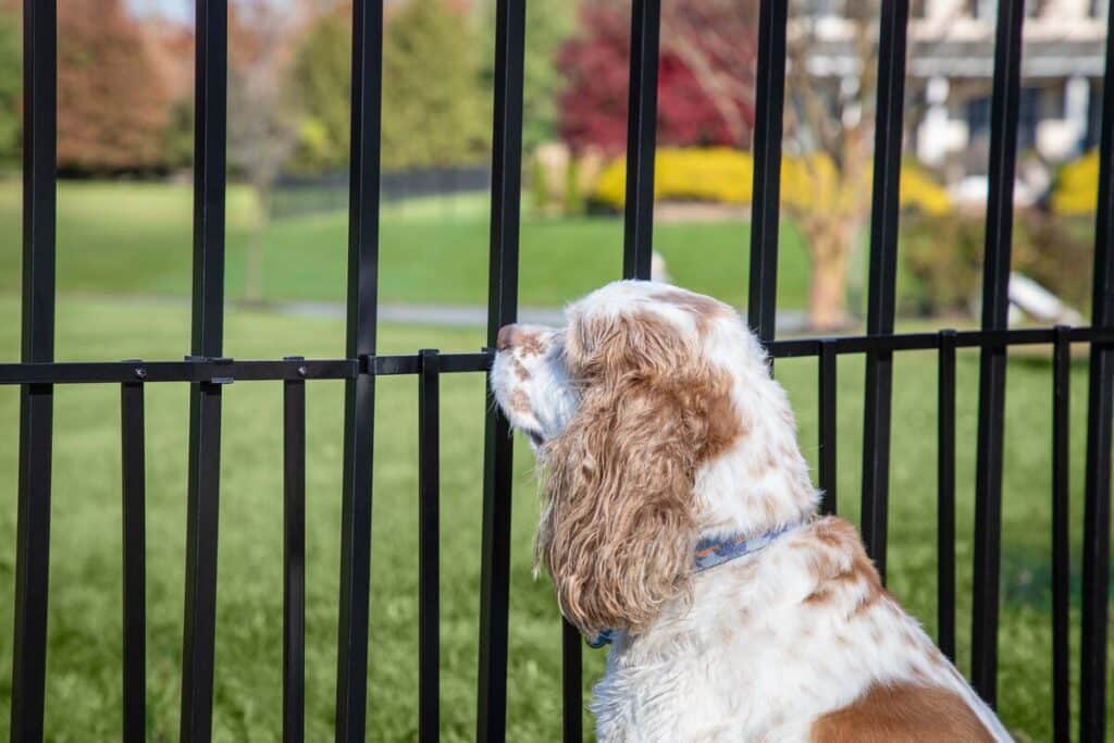 Pet-Friendly Fencing Solutions for Dogs