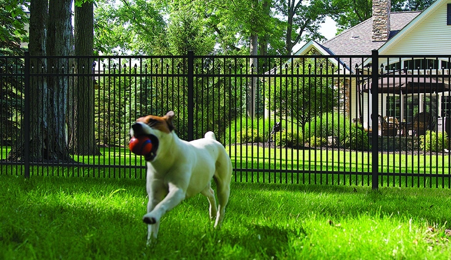 Pet-Friendly Fencing Solutions for Dogs