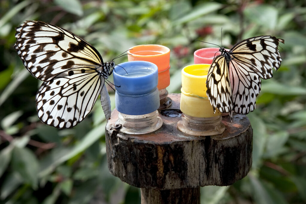 The Benefits of Adding Butterfly Feeders to Your Fence