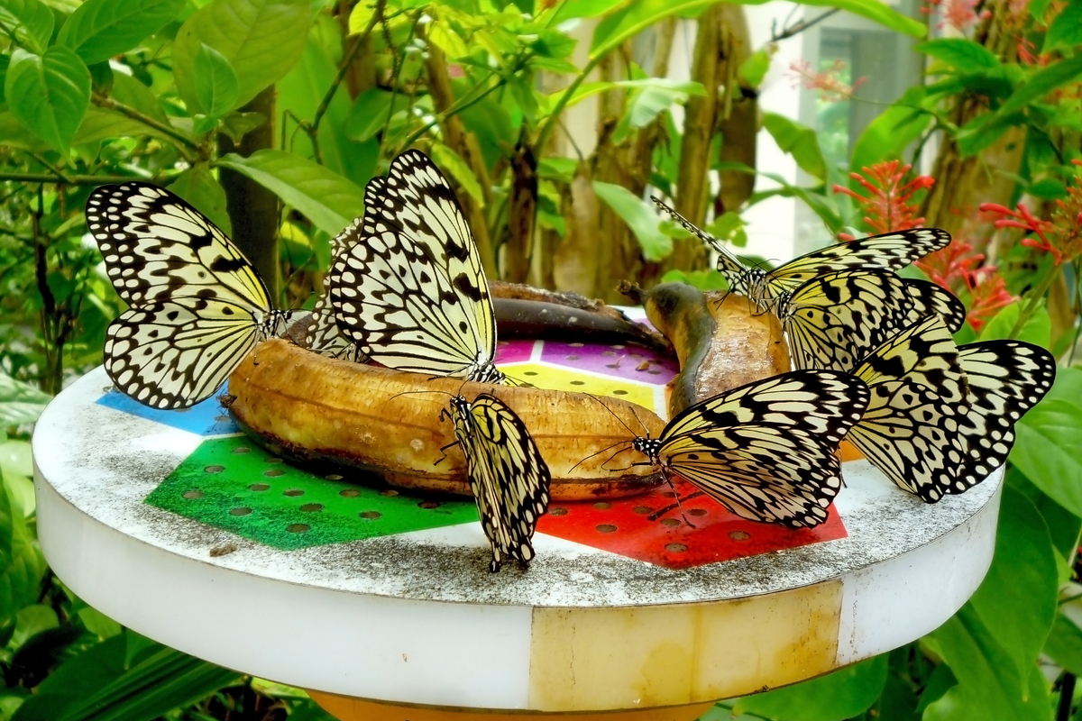 The Benefits of Adding Butterfly Feeders to Your Fence