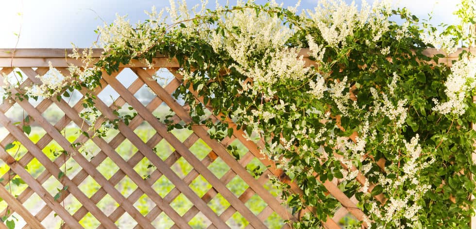 The Benefits of Adding Climbing Plants to Your Fence