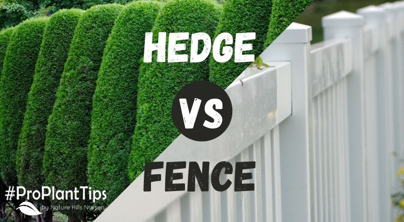 35. The Role of Hedges and Shrubs in Fence Integration