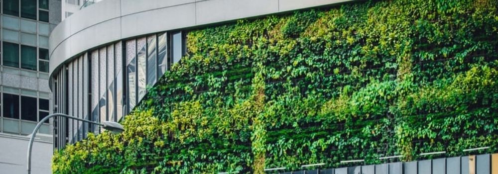 46. The Benefits of Green Fences: Living Walls and Vertical Gardens