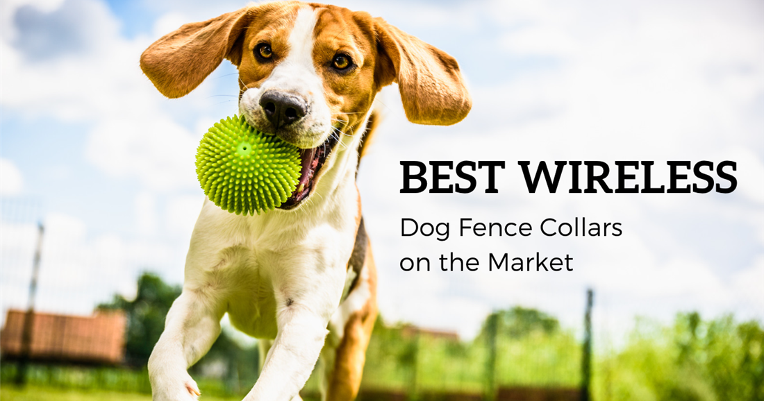 54. The Benefits of Wireless Dog Fences