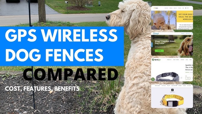 54. The Benefits of Wireless Dog Fences