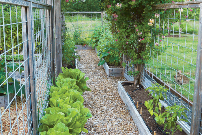 120. The Role of Fences in Enclosing Vegetable Gardens