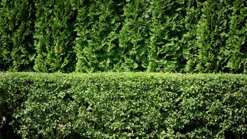 153. Creating Privacy with Evergreen Hedges and Fences