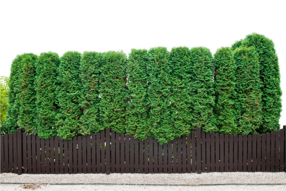 153. Creating Privacy with Evergreen Hedges and Fences