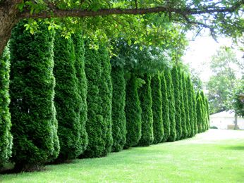 153. Creating Privacy with Evergreen Hedges and Fences