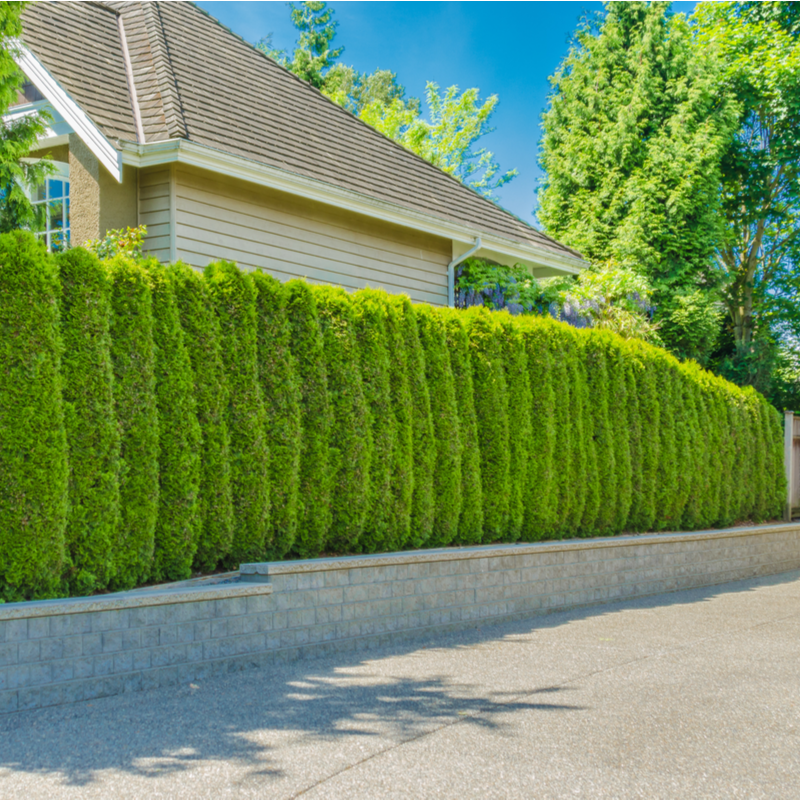 153. Creating Privacy with Evergreen Hedges and Fences